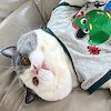 Si Kucing Menggemaskan yang Bisa Cari Uang dari Shopee Affiliate Program