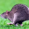 Kocak! Seekor Tikus Masuk Lapangan untuk 'Hentikan' Laga Wales vs Belgia
