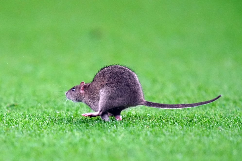 Kocak! Seekor Tikus Masuk Lapangan untuk 'Hentikan' Laga Wales vs Belgia Kocak! Seekor Tikus Masuk Lapangan untuk 'Hentikan' Laga Wales vs Belgia