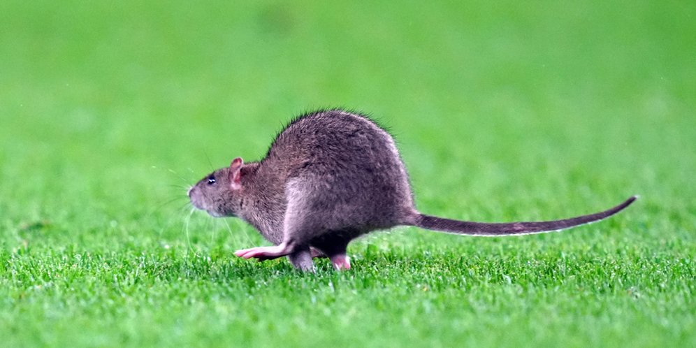 Kocak! Seekor Tikus Masuk Lapangan untuk 'Hentikan' Laga Wales vs Belgia Kocak! Seekor Tikus Masuk Lapangan untuk 'Hentikan' Laga Wales vs Belgia