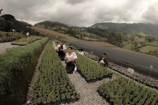 Hutan Baru di Jantung Andes