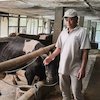 Dari Lereng Kelud, Sapi-Sapi Perah Menghidupi Harapan: Jejak Klasterku Hidupku BRI di Kediri