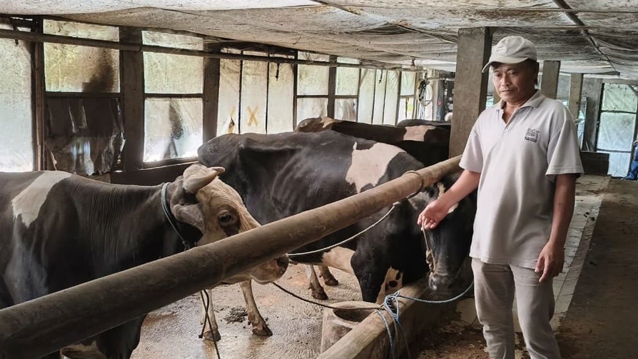 Dari Lereng Kelud, Sapi-Sapi Perah Menghidupi Harapan: Jejak Klasterku Hidupku BRI di Kediri