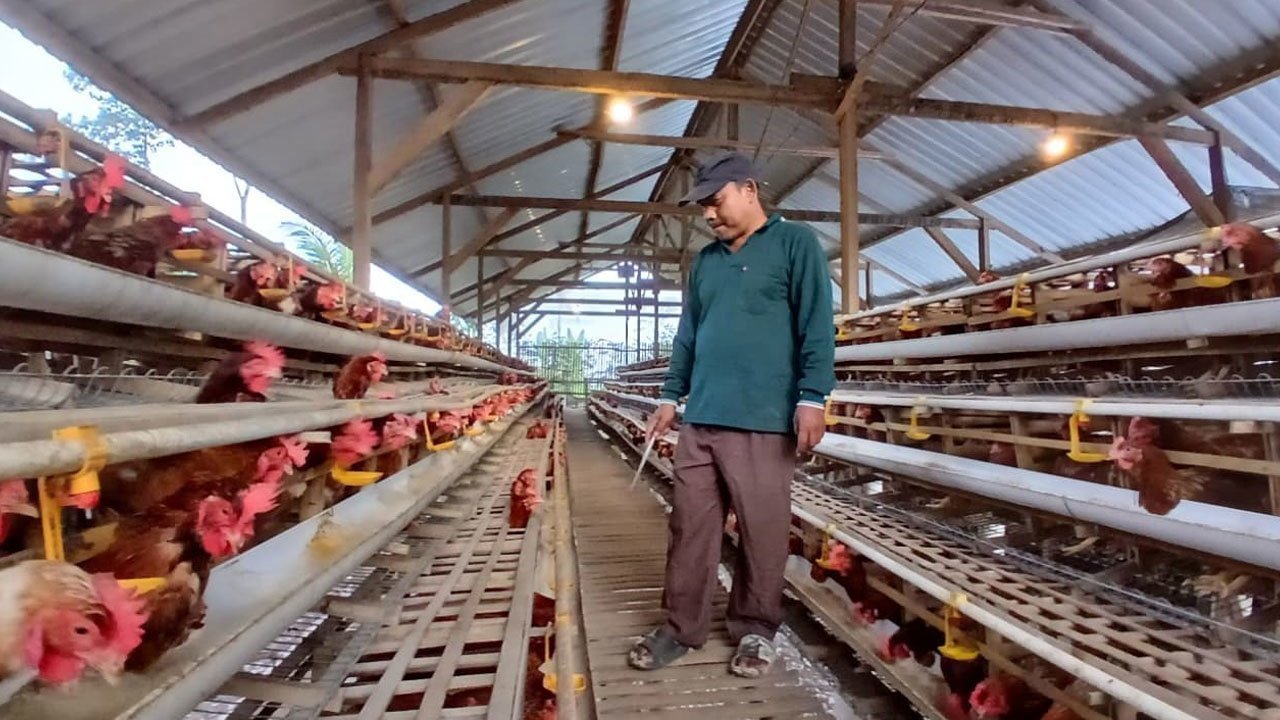Dari PHK ke Peternak Telur Sukses: Jejak Langkah Cipto Mulyo Bersama KUR BRI
