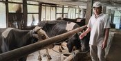 Dari Lereng Kelud, Sapi-Sapi Perah Menghidupi Harapan: Jejak Klasterku Hidupku BRI di Kediri