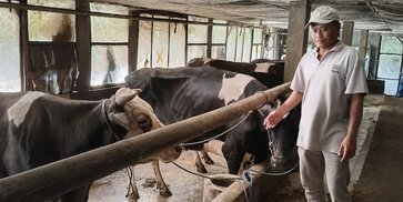Dari Lereng Kelud, Sapi-Sapi Perah Menghidupi Harapan: Jejak Klasterku Hidupku BRI di Kediri