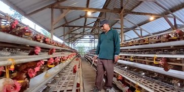 Dari PHK ke Peternak Telur Sukses: Jejak Langkah Cipto Mulyo Bersama KUR BRI