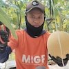 YBM BRILiaN SBO Malang Berdayakan Buruh Tani lewat Zakat Produktif, Hasilkan Lebih dari 5 Ton Melon YBM BRILiaN SBO Malang Berdayakan Buruh Tani lewat Zakat Produktif, Hasilkan Lebih dari 5 Ton Melon