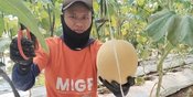 YBM BRILiaN SBO Malang Berdayakan Buruh Tani lewat Zakat Produktif, Hasilkan Lebih dari 5 Ton Melon YBM BRILiaN SBO Malang Berdayakan Buruh Tani lewat Zakat Produktif, Hasilkan Lebih dari 5 Ton Melon