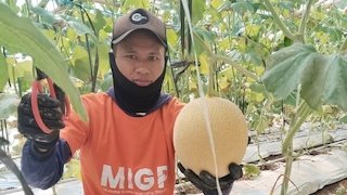 YBM BRILiaN SBO Malang Berdayakan Buruh Tani lewat Zakat Produktif, Hasilkan Lebih dari 5 Ton Melon YBM BRILiaN SBO Malang Berdayakan Buruh Tani lewat Zakat Produktif, Hasilkan Lebih dari 5 Ton Melon