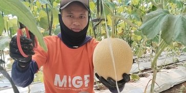 YBM BRILiaN SBO Malang Berdayakan Buruh Tani lewat Zakat Produktif, Hasilkan Lebih dari 5 Ton Melon YBM BRILiaN SBO Malang Berdayakan Buruh Tani lewat Zakat Produktif, Hasilkan Lebih dari 5 Ton Melon