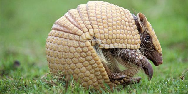 Maskot Piala Dunia 2014 Brasil Bakal Berupa Armadillo Maskot Piala Dunia 2014 Brasil Bakal Berupa Armadillo