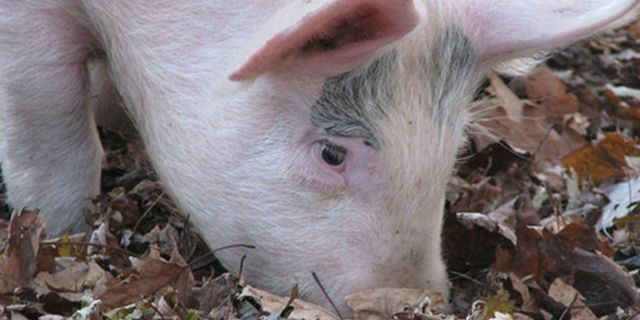 Babi Sakti Akan Ramal Euro 2012 Babi Sakti Akan Ramal Euro 2012