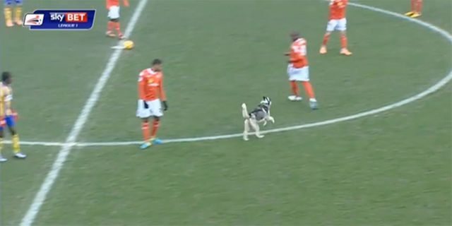 Seekor Anjing Masuk Lapangan dan Nyaris Tabrak Pogba