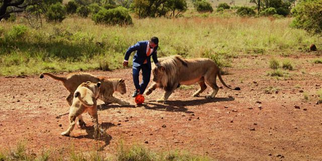 Tak Kenal Takut, Pria Ini Bermain Bola Lawan Tiga Singa