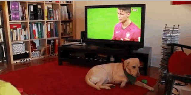 Video: Duka Seekor Anjing Menyaksikan Tersingkirnya Timnas Portugal