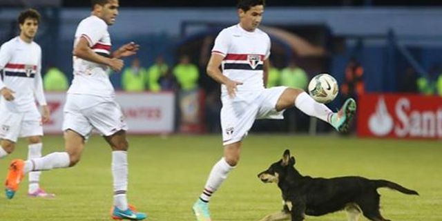 Lagi, Invasi Anjing Ganggu Laga Copa Sudamericana