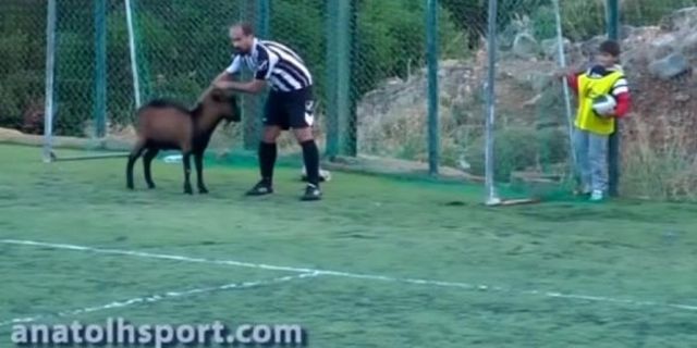 Video: Kambing Ini Bikin Laga di Yunani Terhenti Tiga Kali!