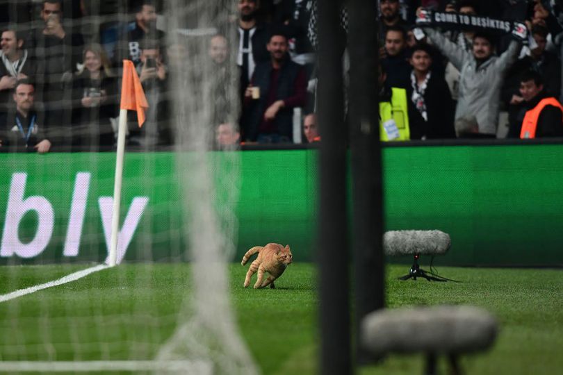 Seekor Kucing Jadi 'Man of the Match' Laga Besiktas vs Bayern