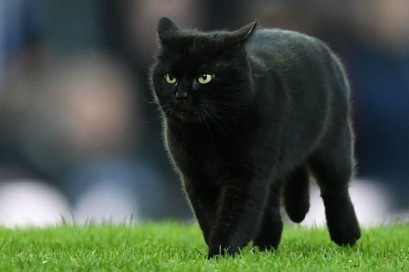 Cute Invader! Kucing Hitam Hentikan Paksa Duel Everton vs Wolverhampton