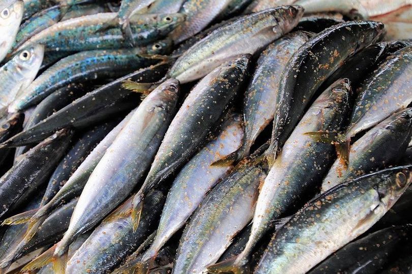 Deretan Manfaat Ikan Kembung bagi Kesehatan, Baik untuk Kandungan