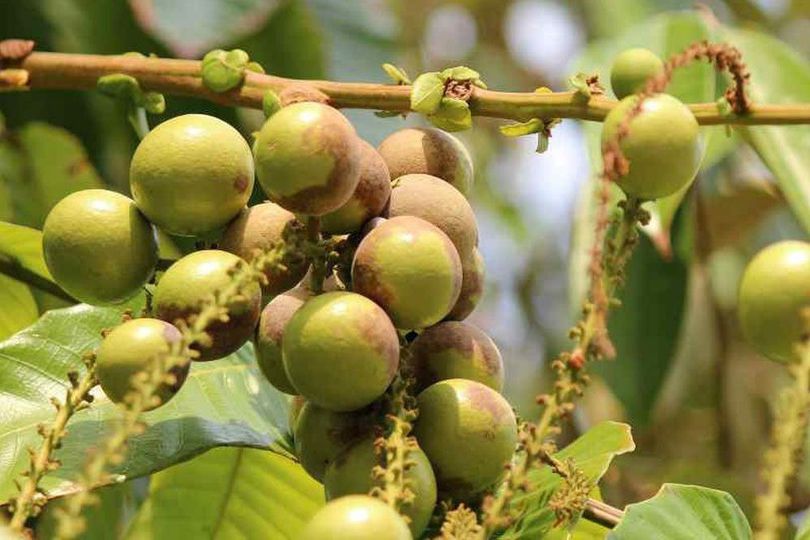 Kurang Dikenal, Buah Matoa Bermanfaat untuk Kesehatan dan Kecantikan