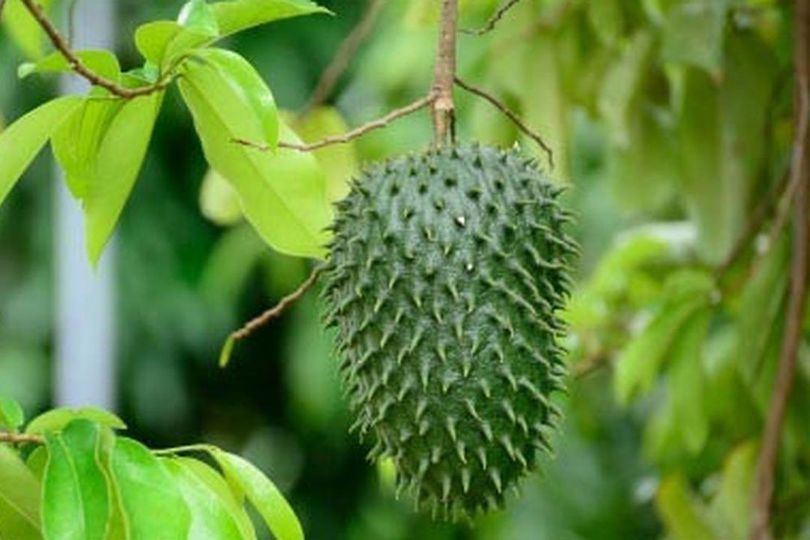 Selain Punya 4 Manfaat Penting, Ini Efek Samping Daun Sirsak Selain Punya 4 Manfaat Penting, Ini Efek Samping Daun Sirsak