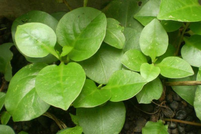 Deretan Manfaat Daun Binahong, Juga Baik untuk Mata Minus