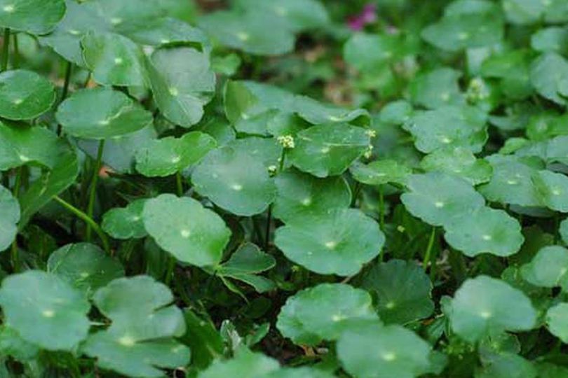 Manfaat Daun Pegagan untuk Tubuh, Bisa Percepat Penyembuhan Luka