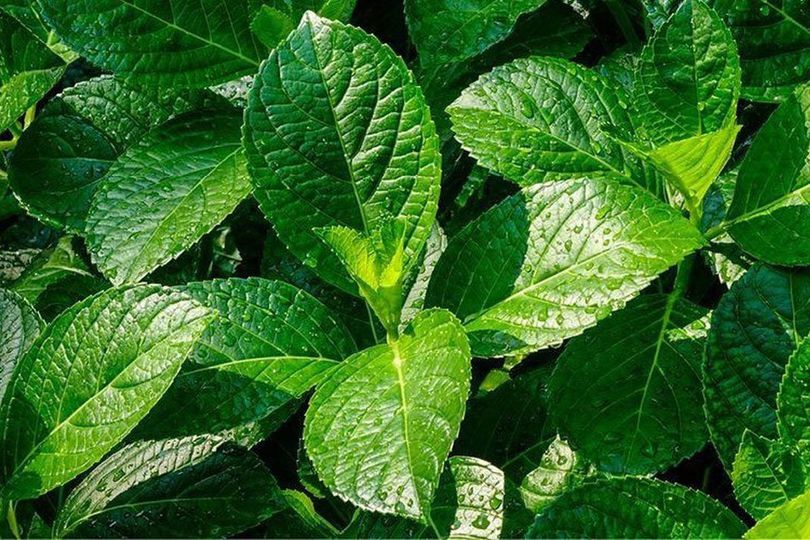 Manfaat Daun Keji Beling bagi Tubuh, Bisa Atasi Berbagai Penyakit