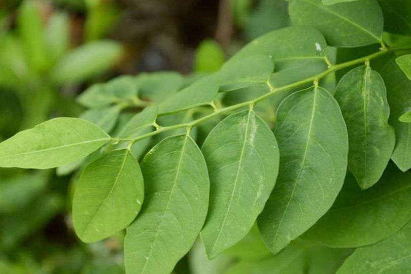 Ragam Manfaat Daun Katuk untuk Kesehatan dan Kecantikan Tubuh
