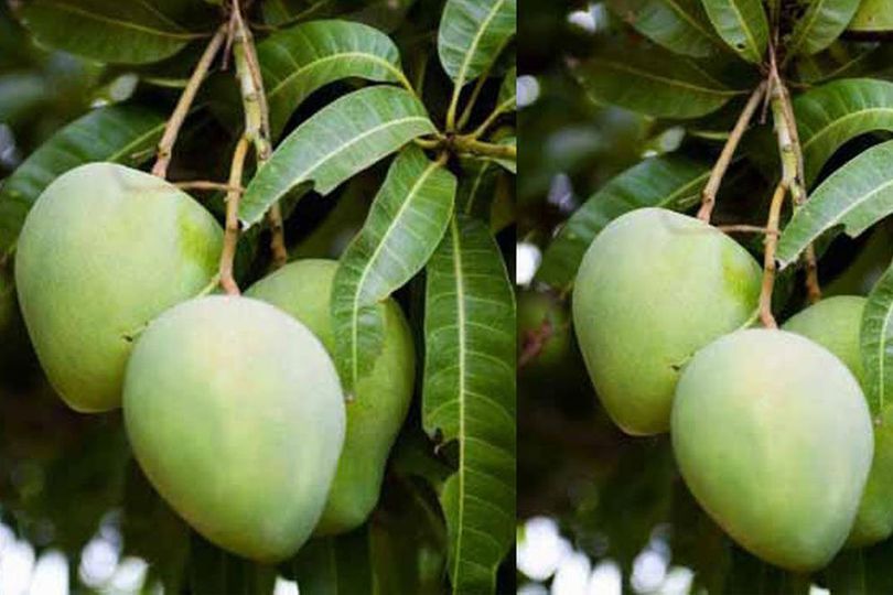 Manfaat Daun Mangga Bagi Kesehatan, Turunkan Tekanan Darah Manfaat Daun Mangga Bagi Kesehatan, Turunkan Tekanan Darah