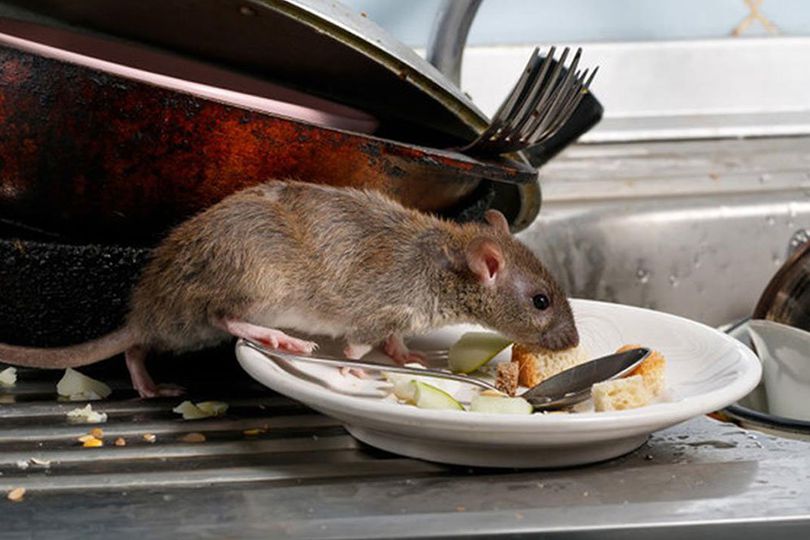 Muncul Hantavirus, Lakukan 4 Cara Ini agar Rumah Terbebas dari Tikus