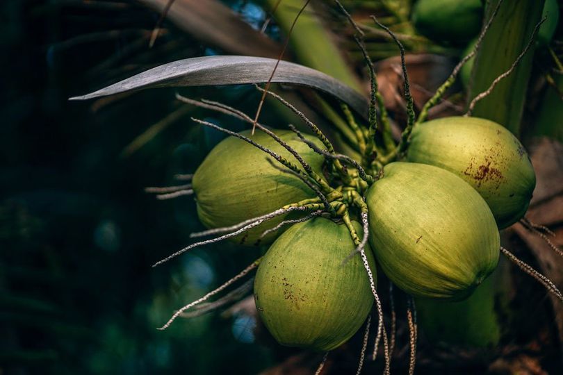 Manfaat Air Kelapa Hijau untuk Tubuh, Baik Diminum Saat Buka Puasa Manfaat Air Kelapa Hijau untuk Tubuh, Baik Diminum Saat Buka Puasa