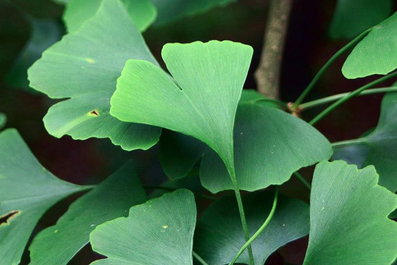Cari Tahu Soal Gingko Biloba: Manfaat, Dosis Penggunaan, serta Efek Sampingnya
