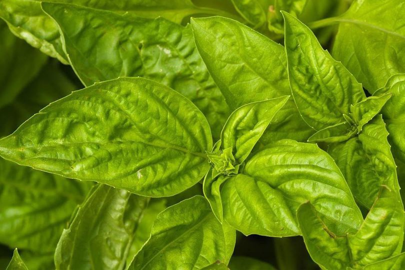 Tak Hanya Jadi Lalapan, Inilah 5 Resep Masakan Daun Kemangi yang Mudah Dibuat