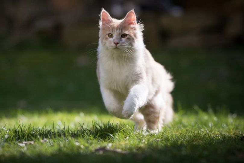 10 Gerakan Workout Buat Kucing, Jaga Supaya Fit dan Tetap Bahagia