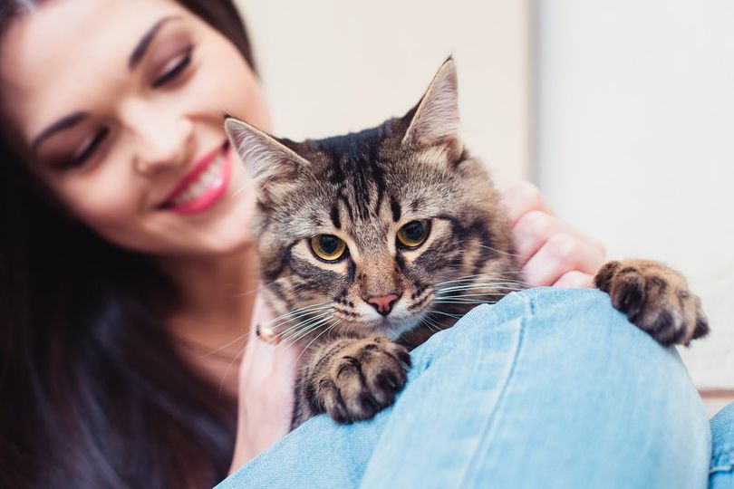 Kucing Happy Itu Tandanya Gimana Sih?