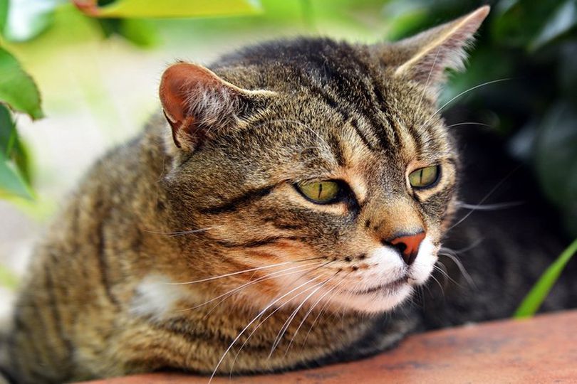 Tahukah Kamu Kenapa Kucing Bisa Mencium Bau Makanan di Tempat Tertutup?