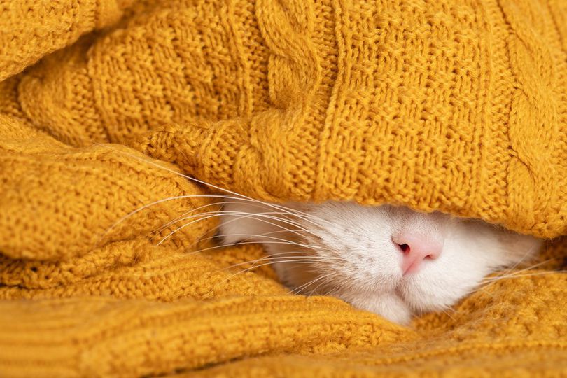 Tahukah Kamu Hidung Kucing Itu Seperti Sidik Jari Manusia?