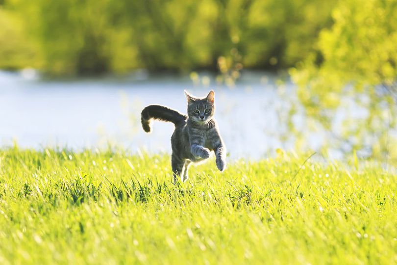 Terlahir sebagai Pemburu, Kucing Bisa Kalahkan Usain Bolt Si Pemegang Rekor Lari Dunia