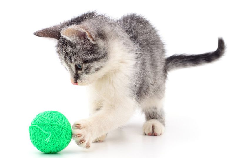 5 Tips Mudah Ajarkan Permainan Tangkap Bola pada Kucing