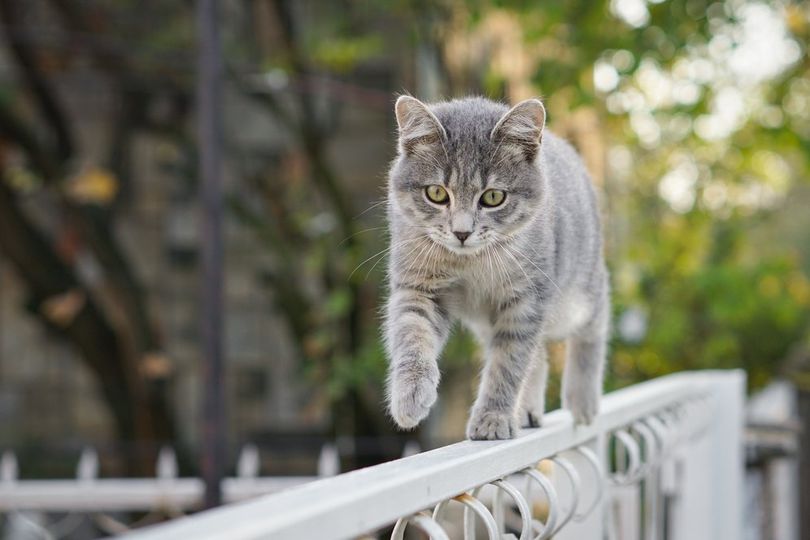 Selalu Tampak 'Dingin', Kucing Ternyata Bisa Berkeringat Lho