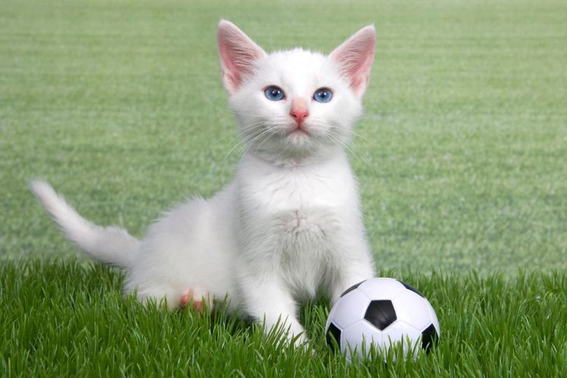Potret Kucing Kesayangan Saat Menjelma Jadi Bintang di Lapangan Hijau, Bikin Gemas