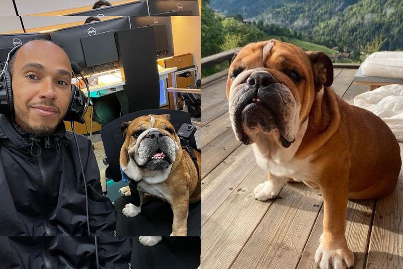 Mengenal Roscoe, Anjing Vegan Milik Lewis Hamilton yang Jadi Model dan Digaji Selangit