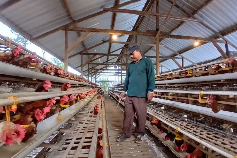 Telur Harapan Keluarga, Kisah Peternak Ayam Petelur yang Kembangkan Usaha dengan KUR BRI