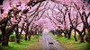 Taman Wisata Cibodas - Taman Sakura
