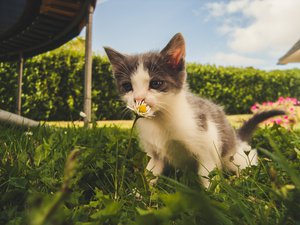Cara Membersihkan Kotoran Telinga pada Kucing, Bayi dan Anak 