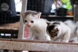 7 Jenis Kucing Kampung Paling Populer di Indonesia  Diadona.id