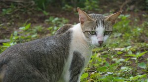 7 Jenis Kucing Kampung Paling Populer di Indonesia  Diadona.id